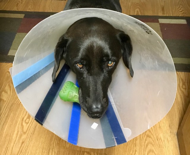 Daphne with e-collar